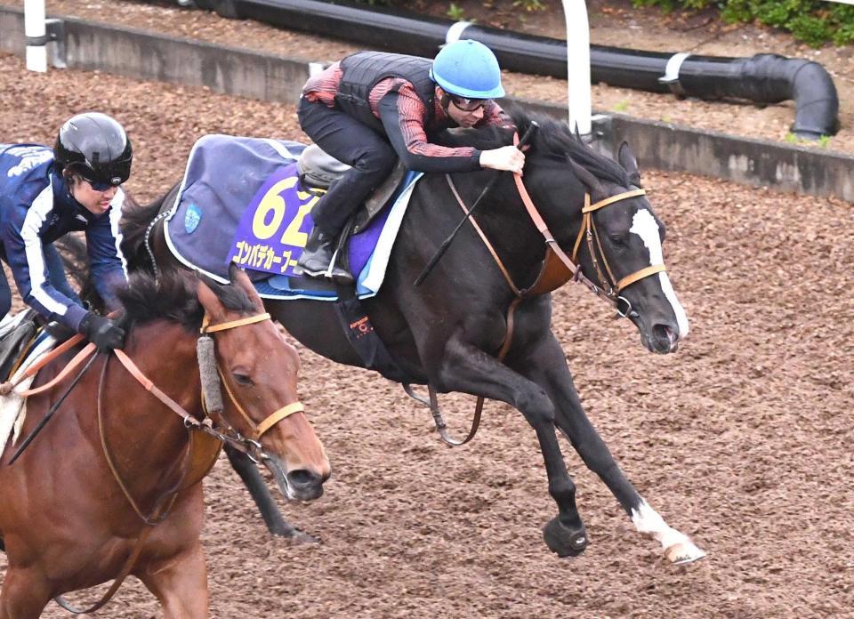 　モレイラを背に美浦坂路を力強く駆け上がったゴンバデカーブース（撮影・園田高夫）