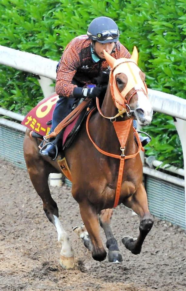 　栗東坂路を力強く駆け上がったナミュール（撮影・今井雅貴）