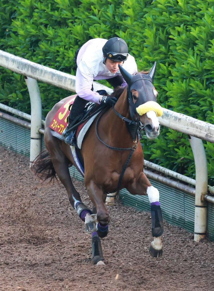 　栗東坂路を力強く駆け上がったスウィープフィート（撮影・石湯恒介）