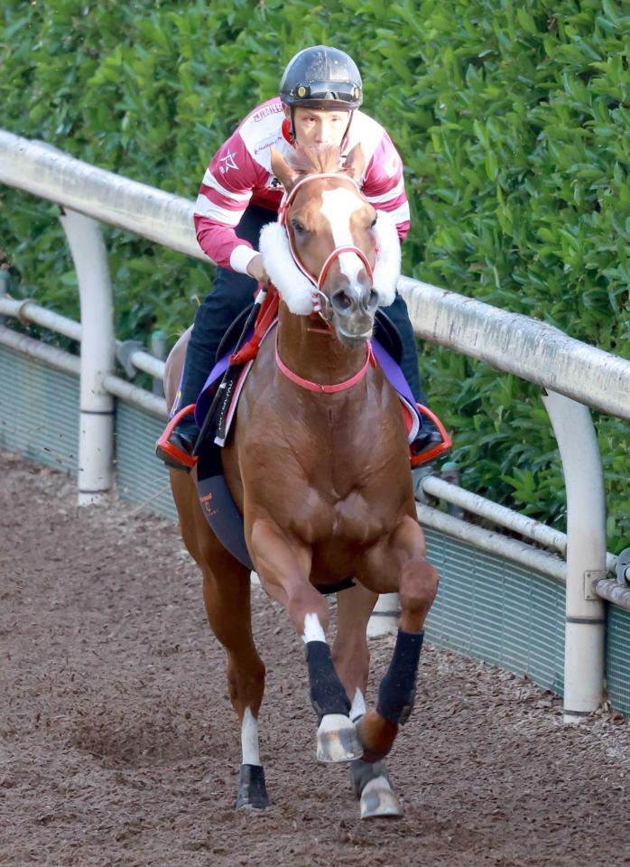 　文句なしの態勢を整えたシンエンペラー