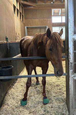 　馬房で静養するダービー馬ダノンデサイル（安田師提供）