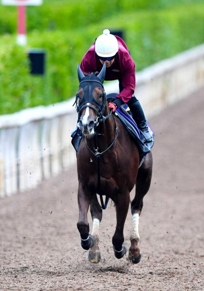 　Ｇ１・２勝目へ順調な仕上がりを見せたセリフォス（撮影・石井剣太郎）