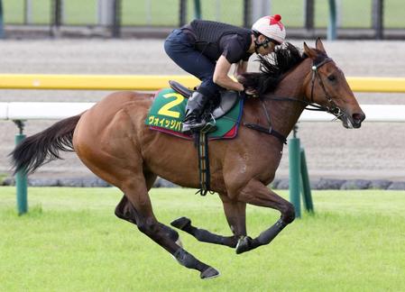 　東京競馬場の芝コースで追い切ったヴォイッジバブル