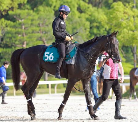 　運動するラトラース＝栗東トレセン