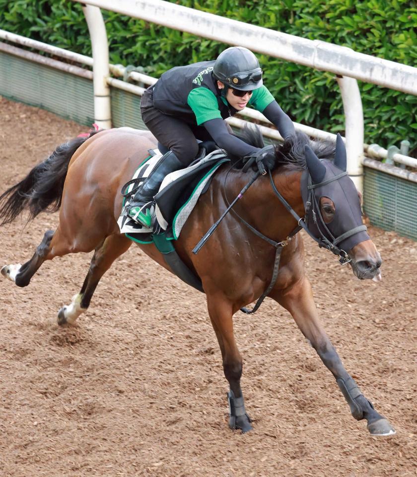 　力強く栗東坂路を駆け上がったアリスヴェリテ（撮影・石湯恒介）