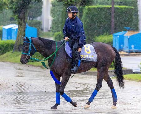 　雨の中、運動するプラダリア（撮影・石湯恒介）　