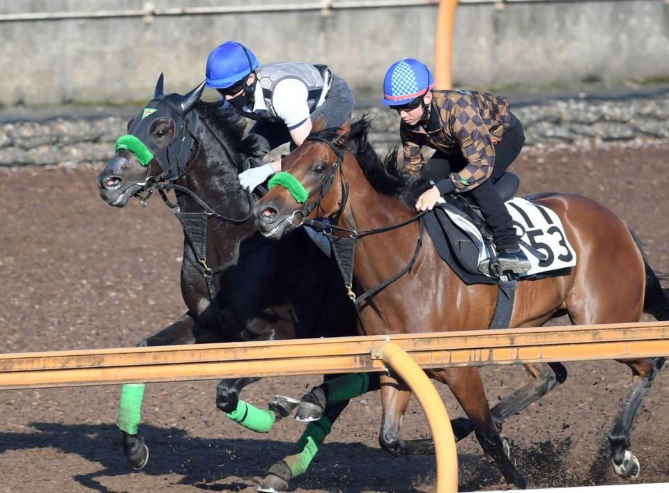 　栗東ＣＷで併せ馬を行ったジャスティンパレス（奥）＝撮影・石井剣太郎