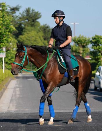 　活躍が待たれる良血馬サラコスティ（撮影・石湯恒介）