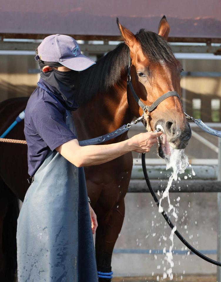 　重賞リベンジに燃えるショーマンフリート