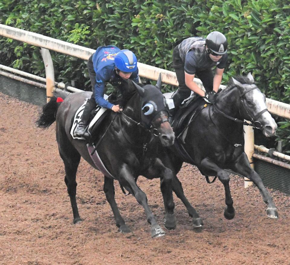 　栗東坂路で併入フィニッシュを決めたヤマニンウルス（左）＝撮影・今井雅貴