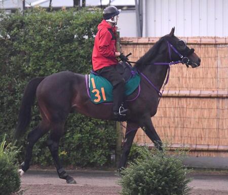 【新馬戦】マックスキュー　ＯＰ馬とも互角の動き　水出助手「初戦からいい勝負になると思います」