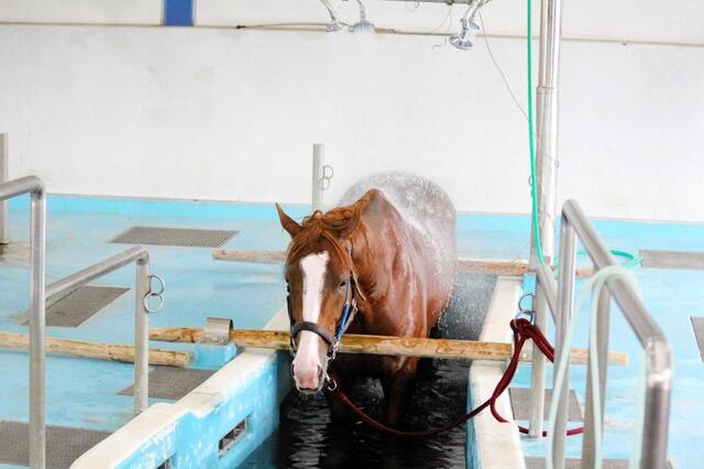 馬の温泉〟ってご存じですか？故障馬が療養するだけじゃなかった「競走馬リハビリテーションセンター」に潜入取材