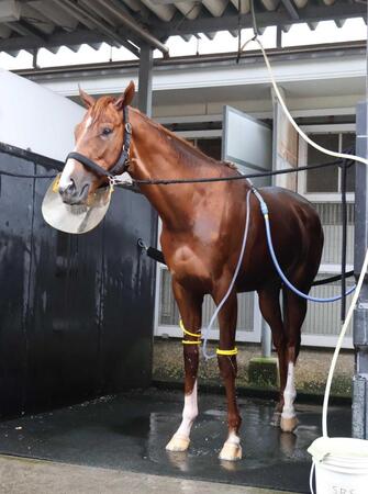 【新馬戦】アルテヴェローチェ　速さと馬力兼備　山田助手が大絶賛「言うことなしです」