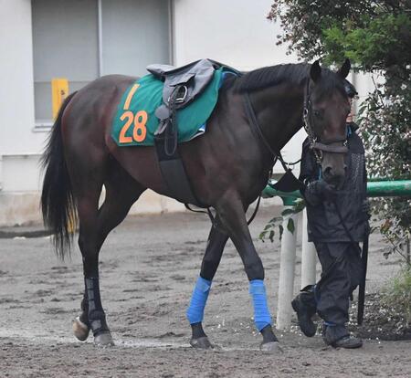 【新馬戦】カラマティアノス　鋭い伸び脚　杉木助手「やるごとに気が入ってきた。初戦から楽しみ」