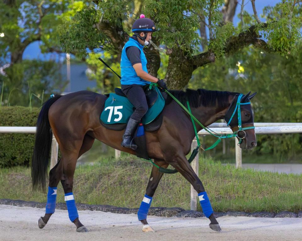 　新潟で初陣を迎える期待の良血馬サリーチェ（撮影・石湯恒介）