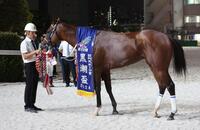 黒潮盃を制したダテノショウグン＝大井競馬場