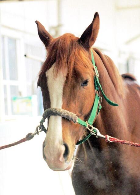 96年皐月賞馬イシノサンデー死す 老衰 31歳