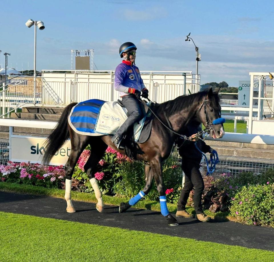 　レース前日、ヨーク競馬場のパドックでスクーリングを行うドゥレッツァ（撮影・平松さとし）