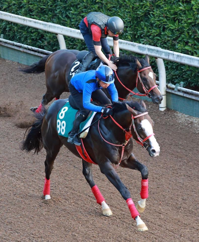 　岩田康を背に栗東坂路を力強く駆け上がるシンフォーエバー（手前）＝撮影・石湯恒介