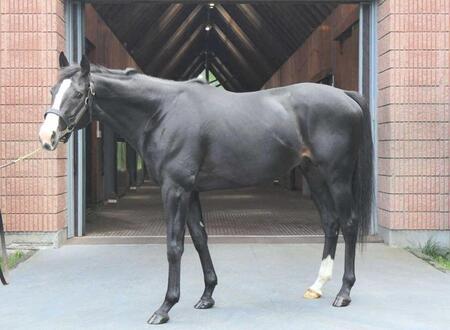 種牡馬１年生イクイノックス　受胎優秀で初年度任務完了　すでに種牡馬としての素質タップリ