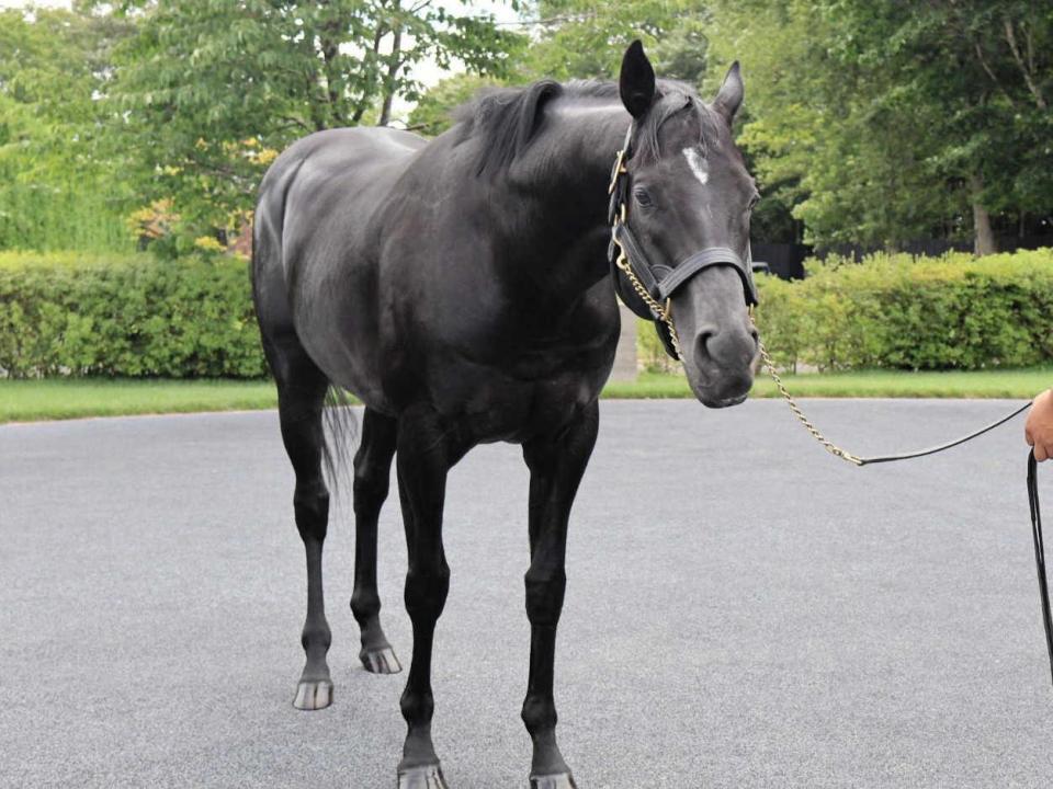 　産駒の評価が高い種牡馬コントレイル