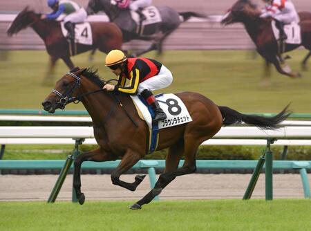 危なげなく初陣を飾ったブラウンラチェット＝中山競馬場