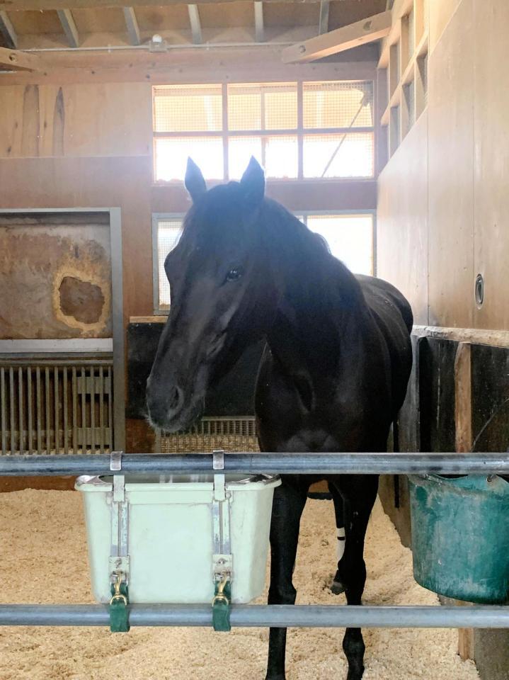 　Ｇ１初制覇を飾ったスプリンターズＳから一夜明け、馬房で元気な姿を見せたルガル