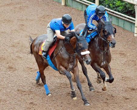 【秋華賞】ステレンボッシュ　ひと夏越して肉体面にも成長　田村助手も期待「どんな競馬でも応えてくれる」