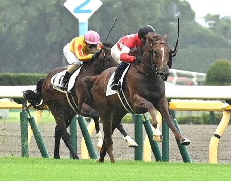 　新馬戦を制したレッドキングリ-（撮影・園田高夫）