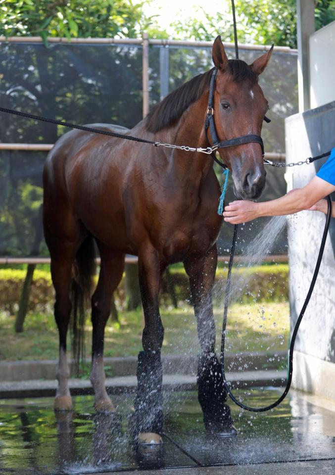 　反撃を期す桜花賞馬ステレンボッシュ