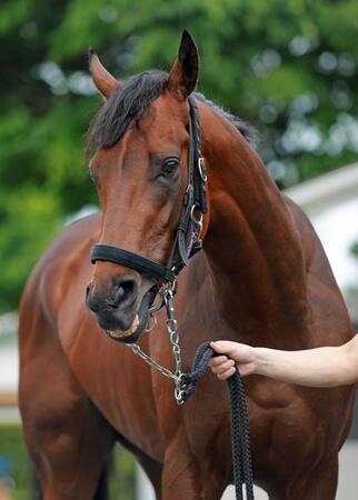 皐月賞馬ジャスティンミラノが右前浅屈腱炎　９カ月以上の休養へ　友道師「残念です」