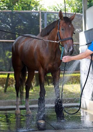 【危険な人気馬】秋華賞有力馬に暗雲　不安なゲートに外枠発進　ケイコの動きもひと息