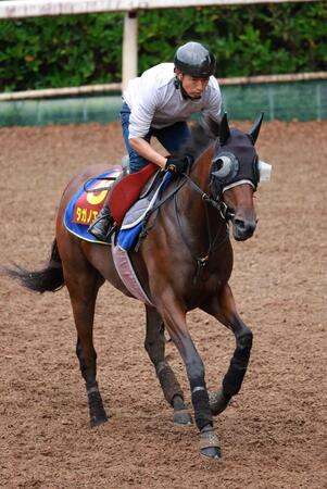 【秋華賞】馬場状態から浮上するのはこの馬だ