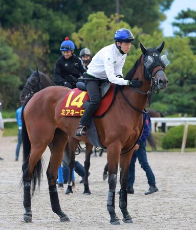 【秋華賞】ミアネーロ　栗東滞在効果アリ　「落ち着いているのが何より」「攻めても細くなっていない」