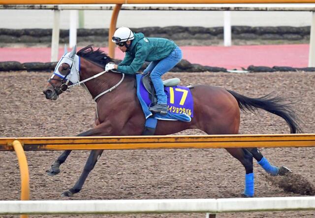 菊花賞】メイショウタバル成長見せた 馬なりで力強い伸び披露