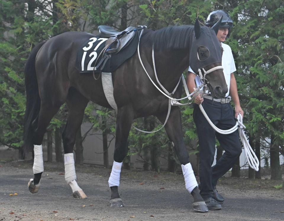 　運動するリッター