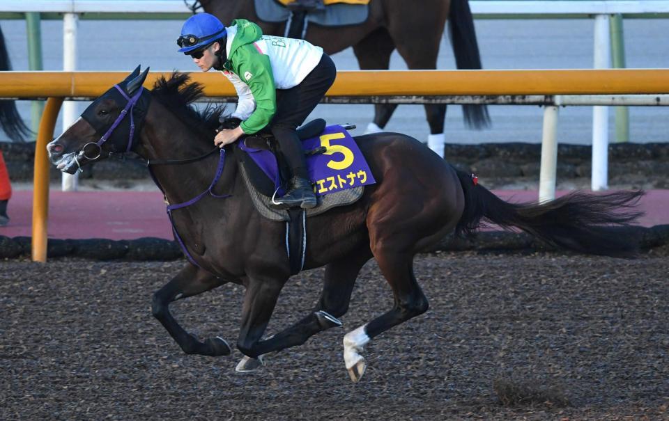 　歓迎する４枠８番から大駆けを狙うウエストナウ（撮影・石井剣太郎）