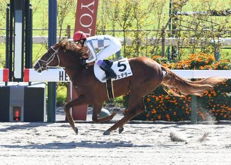 【新馬戦】ナダル産駒フェデラー　圧巻大差勝ち　武豊が絶妙な表現で笑い誘う「見事なサービスエース」