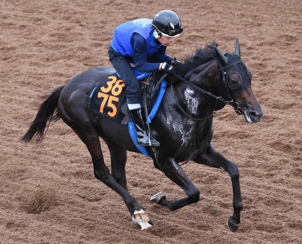 　３冠牝馬アパパネの息子アマキヒ