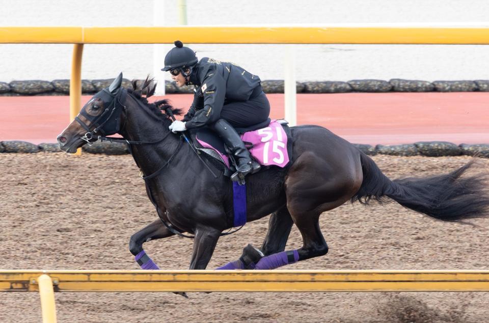 しまい上々の伸び脚を見せたカムニャック（撮影・石湯恒介）