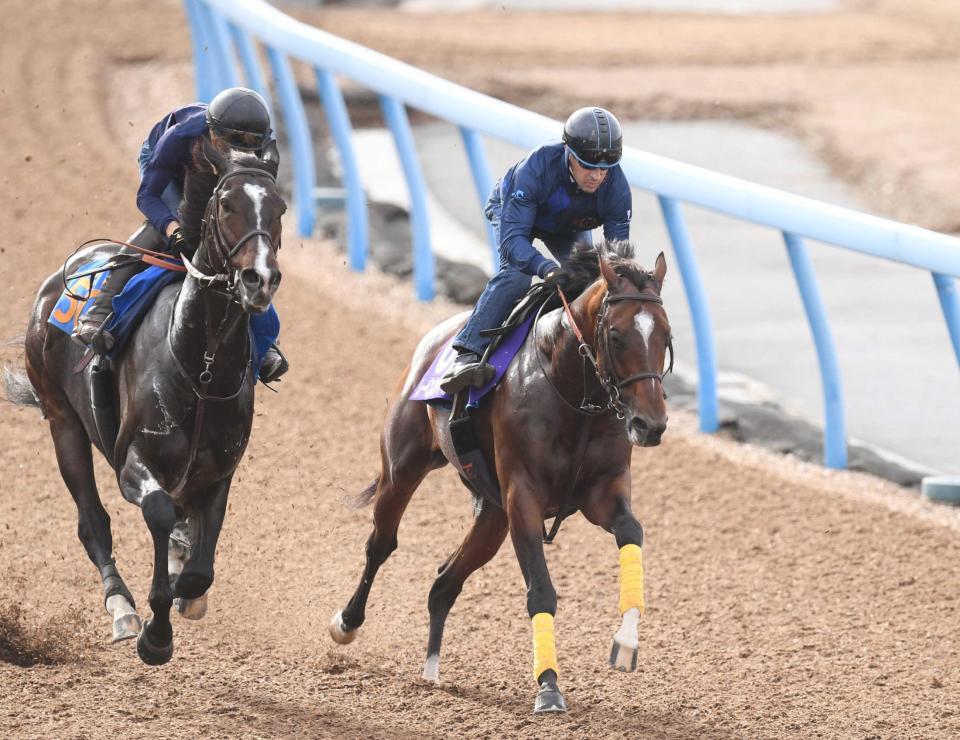 　ルメールを背に美浦Ｗで併せたレーベンスティール（右）＝撮影・佐々木彰尚