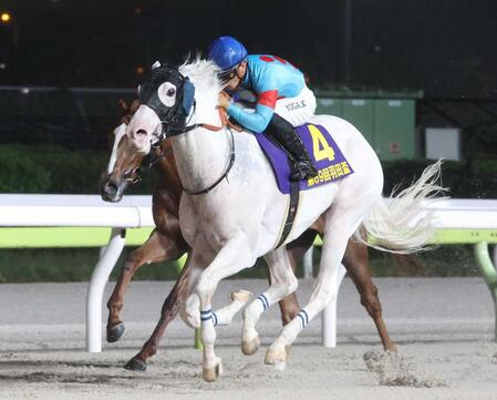 白毛馬アマンテビアンコ　左前の浅屈腱炎で休養へ　今後は牧場で状態を見て検討する方針