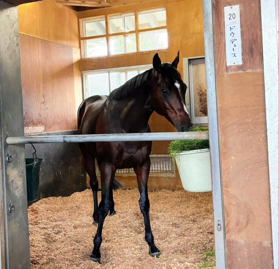 　天皇賞・秋の激走から一夜明けたドウデュース