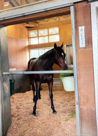 ドウデュース元気にご飯完食　前川助手「改めてタフだなと」次戦はジャパンＣを予定