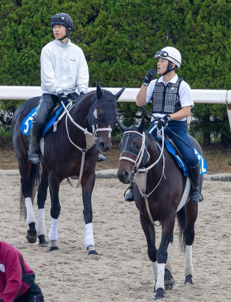 　兄弟で同一レースに臨むハピ（左）とアウトレンジ（撮影・石湯恒介）