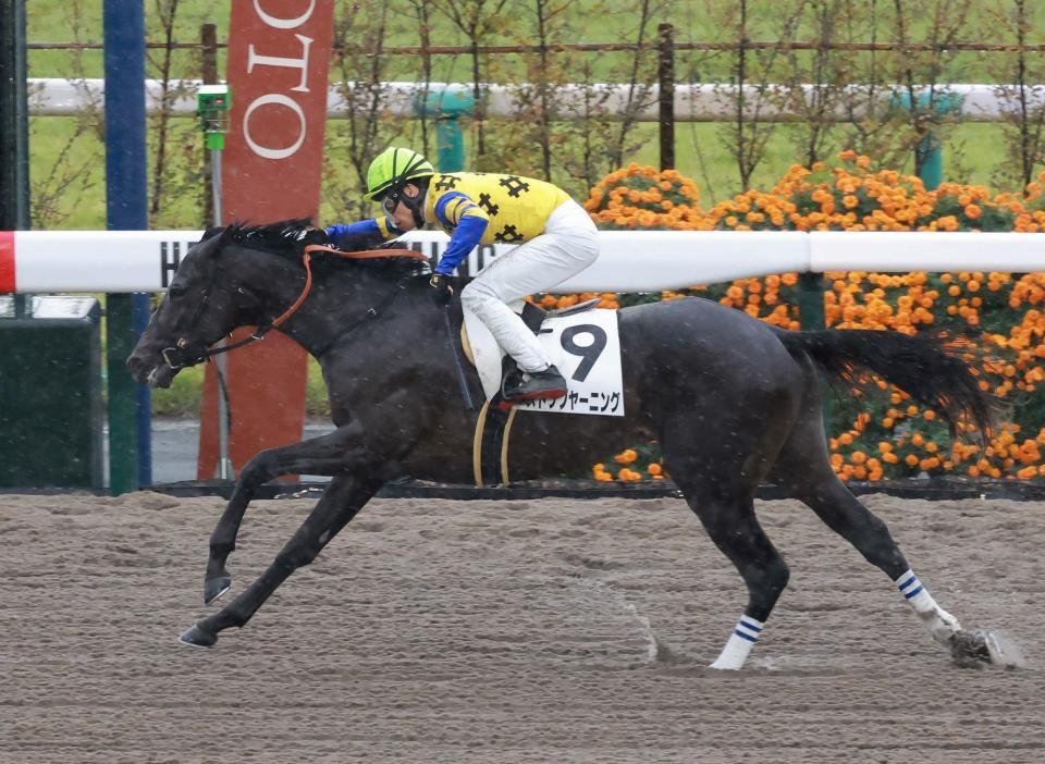 　新馬戦を快勝したストップヤーニング（撮影・石湯恒介）