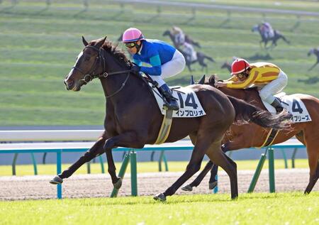 　新馬戦を快勝したインブロリオ（撮影・石湯恒介）
