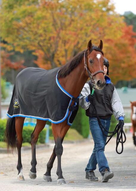 新馬戦】アルマデオロ 武豊の手綱で兄に続け 半兄はキタサンブラックに