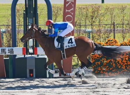 　新馬戦を快勝したナルカミ（撮影・石湯恒介）