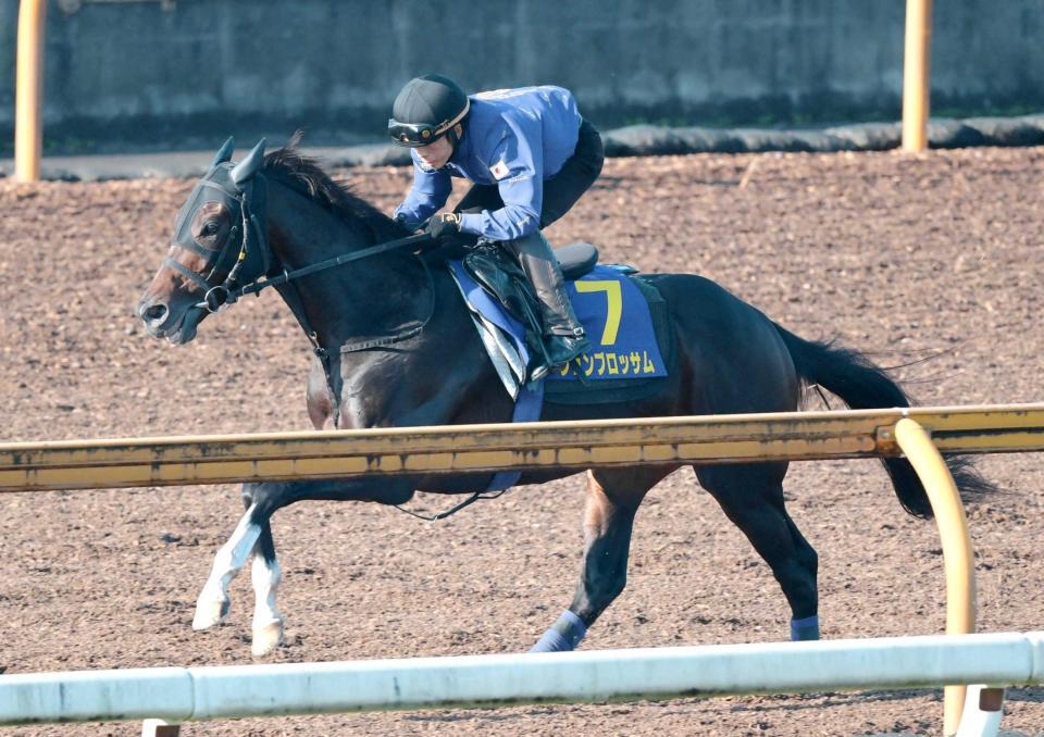 　好仕上がりをアピールしたジュンブロッサム＝撮影・石井剣太郎